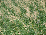 Smooth Bromegrass Smooth Bromegrass