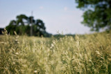 Meadow Bromegrass Meadow Bromegrass
