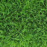 creeping red fescue creeping red fescue