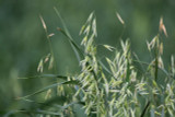 Walken Oats Walken Oats