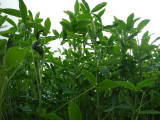frosty berseem clover frosty berseem clover