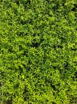 frosty berseem clover frosty berseem clover