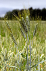 bearded triticale