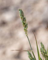 beardless wheat