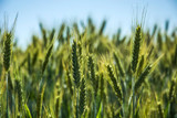 Trical 813 - Beardless Triticale Trical 813 - Beardless Triticale