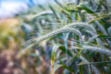 Trical 813 - Beardless Triticale Trical 813 - Beardless Triticale