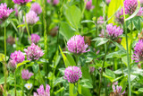 red clover red clover