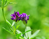 alfalfa ladak purple flower alfalfa ladak purple flower