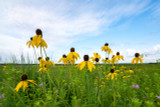 Yellow Prairie Coneflower Yellow Prairie Coneflower