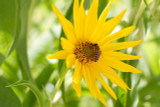 Maximilian Sunflower Maximilian Sunflower