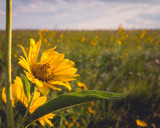 Maximilian Sunflower Maximilian Sunflower