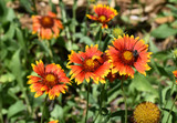firewheel wildflower firewheel wildflower