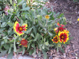 firewheel wildflower firewheel wildflower