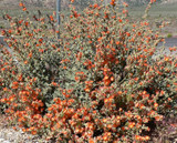 desert globemallow desert globemallow