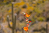 desert globemallow desert globemallow