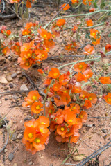 desert globemallow desert globemallow