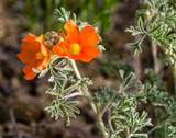 desert globemallow desert globemallow