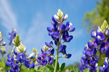 Texas Bluebonnet Texas Bluebonnet