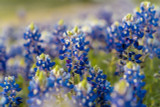 Texas Bluebonnet Texas Bluebonnet
