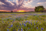 Texas Bluebonnet Texas Bluebonnet