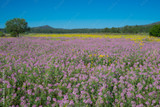 Rocky Mountain Beeplant Rocky Mountain Beeplant