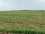 giant bermudagrass giant bermudagrass