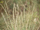 Sideoats Grama, Vaughn Sideoats Grama, Vaughn