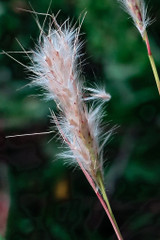 cane bluestem