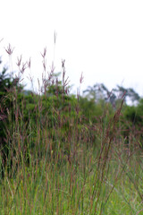 big bluestem kaw big bluestem kaw