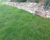 texoka buffalograss texoka buffalograss