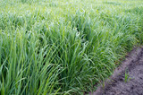 alamo switchgrass alamo switchgrass