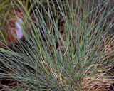 hard fescue hard fescue