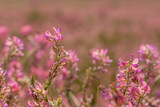 Sainfoin Sainfoin