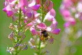 Sainfoin Sainfoin