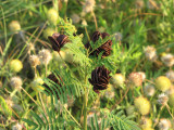 illinois bundleflower illinois bundleflower
