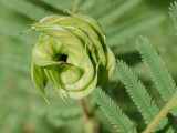 illinois bundleflower illinois bundleflower