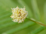 illinois bundleflower illinois bundleflower