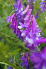 Hairy Vetch Hairy Vetch