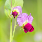 austrian winter pea austrian winter pea