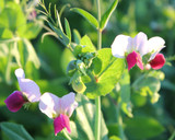 austrian winter pea austrian winter pea