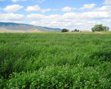 austrian winter pea austrian winter pea