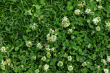 White Dutch Clover White Dutch Clover