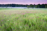 Purple Prairie Clover Purple Prairie Clover