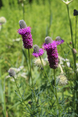 Purple Prairie Clover Purple Prairie Clover