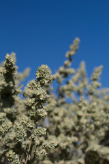 four wing saltbush four wing saltbush