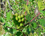 3 leaf sumac young berries 3 leaf sumac young berries