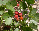 3 leaf sumac ripe berries 3 leaf sumac ripe berries