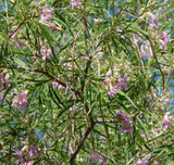 desert willow desert willow