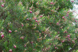 desert willow desert willow