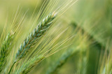 Mountain Pass - Native Grass Mixture Mountain Pass - Native Grass Mixture